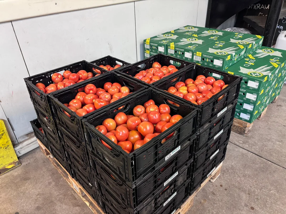 Mehrere Kisten frische Tomaten.